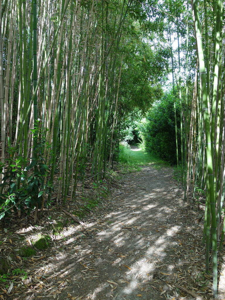 The cane thicket along the path