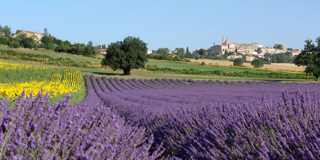 Panoramic view of Corinaldo with lavender field